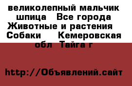 великолепный мальчик шпица - Все города Животные и растения » Собаки   . Кемеровская обл.,Тайга г.